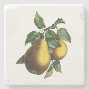 Porta-copo De Pedra Pera botânica do vintage