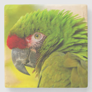 Porta-copo De Pedra Perfil de arara no Zoológico de Santa Barbara