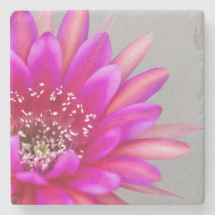 Porta-copo De Pedra pétalas de flores de Cactus Rosa Vibrantes