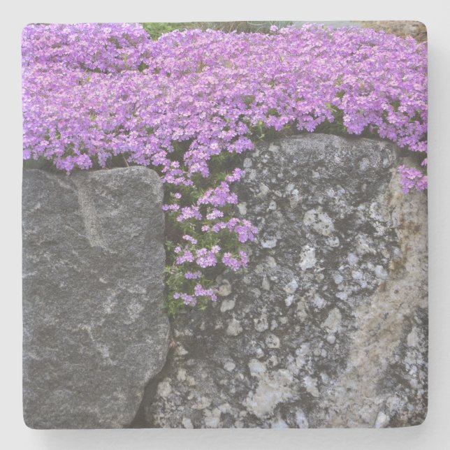 Porta-copo De Pedra Phlox Roxo Em Rochas (Frente)