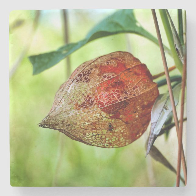 Porta-copo De Pedra Physalis alkekengi (Frente)