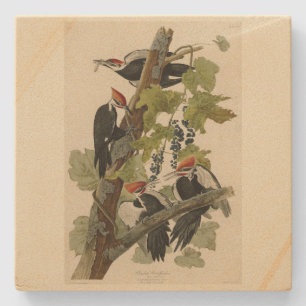 Porta-copo De Pedra Pica-pau pileado das aves de Audubon da América