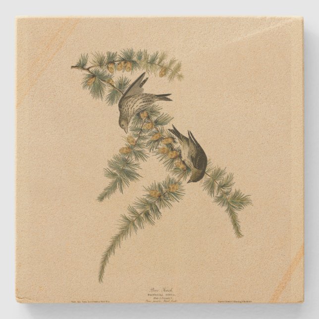 Porta-copo De Pedra Pine Finch (Pine Siskin), Aves de Audubon da Améri (Frente)
