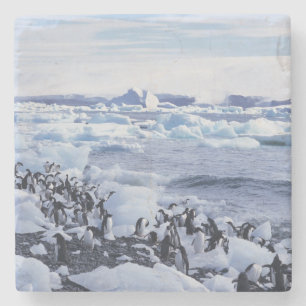 Porta-copo De Pedra Pinguins-de-adélia Pygoscelis adeliae