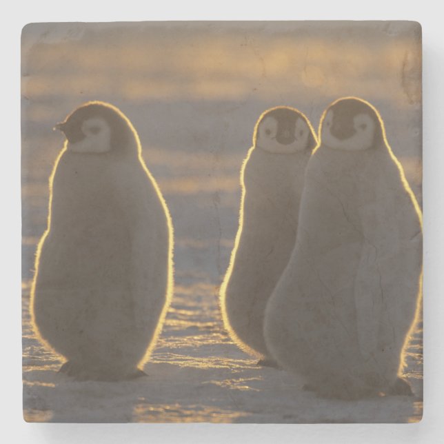 Porta-copo De Pedra Pinguins-imperadores (Frente)