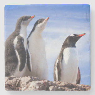 Porta-copo De Pedra Pinguins na Antártica