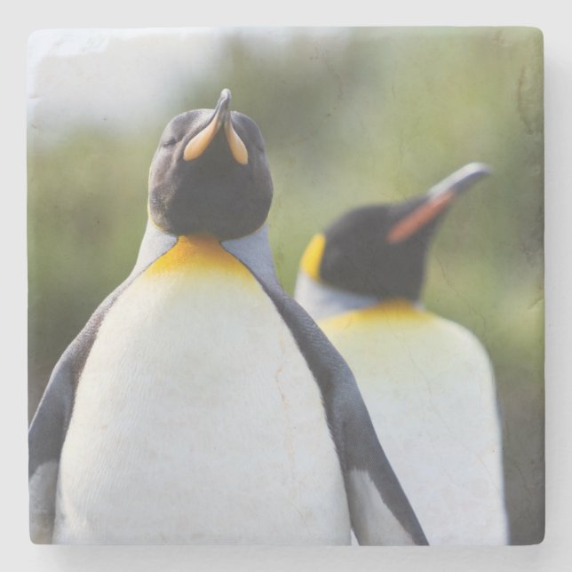 Porta-copo De Pedra Pinguins-rei (Frente)