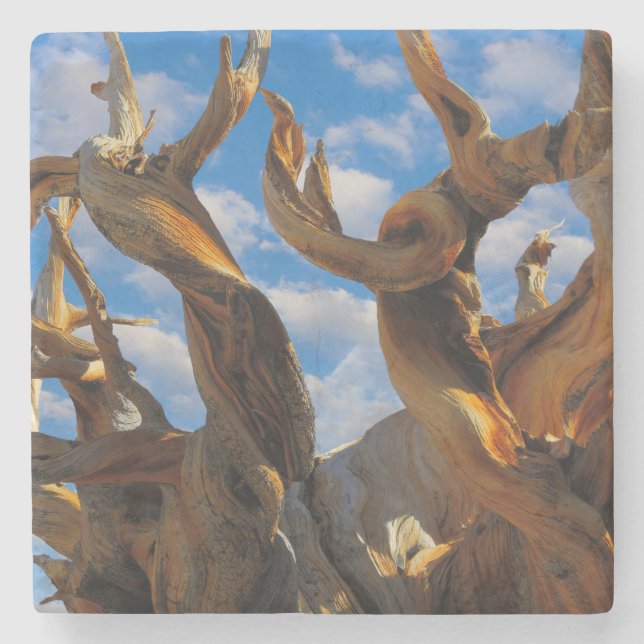 Porta-copo De Pedra Pinheiro Bristlecone (Frente)