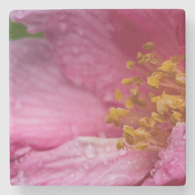 Porta-copo De Pedra Pink Camellia Flower Stamens (Frente)