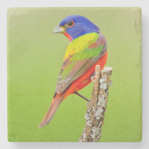 Porta-copo De Pedra Pintassilgo-de-bico-grosso (Passerina ciris) Macho