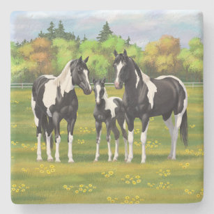Porta-copo De Pedra Pinto Negro Pinto Quarto Cavalos Em Pastagem De Ve