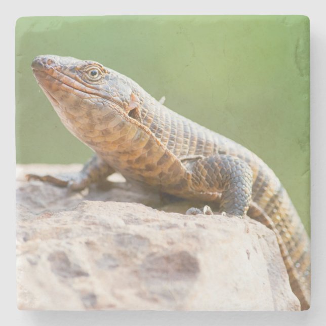 Porta-copo De Pedra Plated Lizard (Frente)