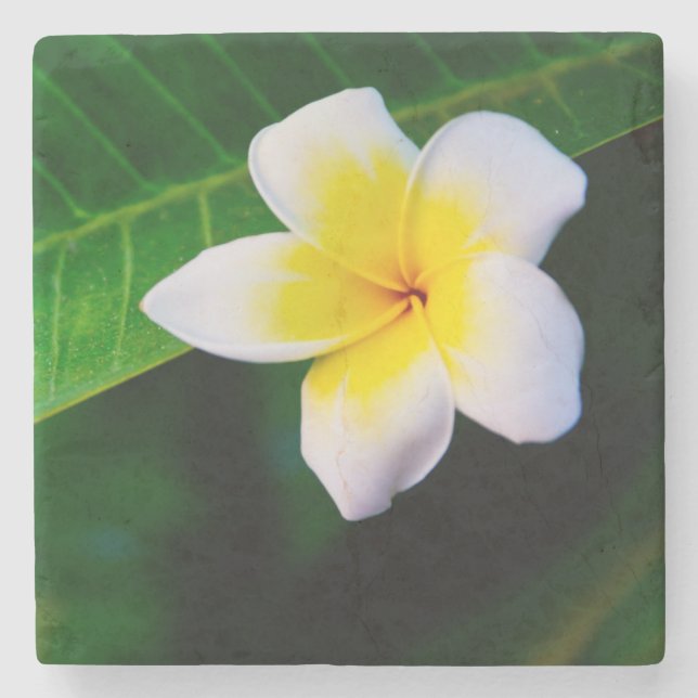 Porta-copo De Pedra plumeria (Frente)