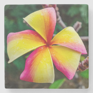 Porta-copo De Pedra Plumeria rubra