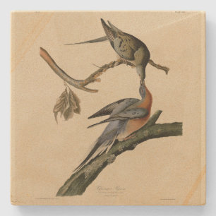 Porta-copo De Pedra Pombo-passageiro das Aves da América de Audubon
