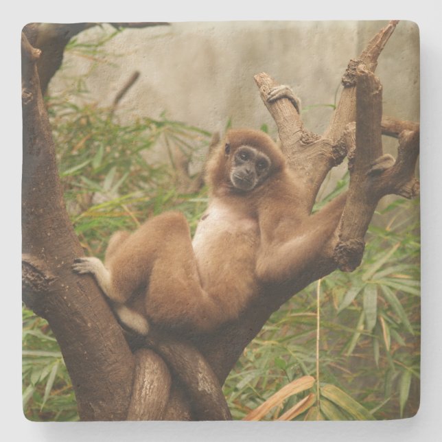 Porta-copo De Pedra Porta copos ao Quadrado do Macaco (Frente)