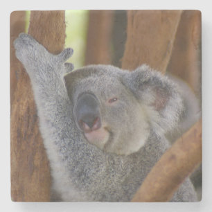Porta-copo De Pedra Porta copos Koala