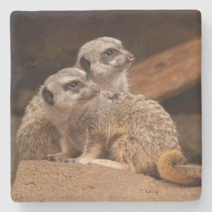 Porta-copo De Pedra Porta copos Meerkat Square