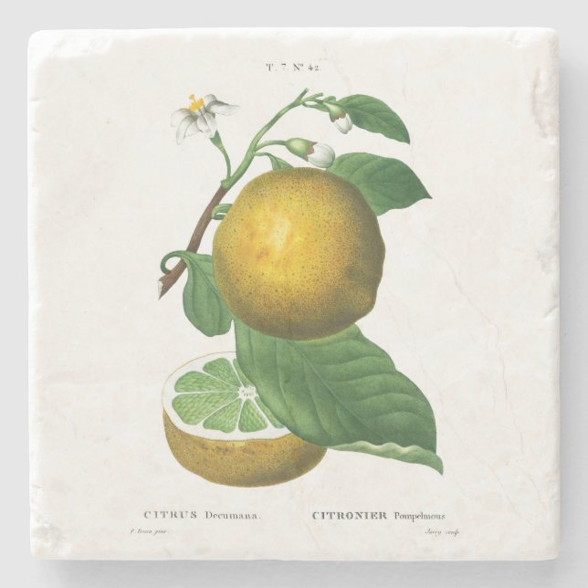 Porta-copo De Pedra PORTA-COPOS: Uvas: REDOUTADO (Frente)