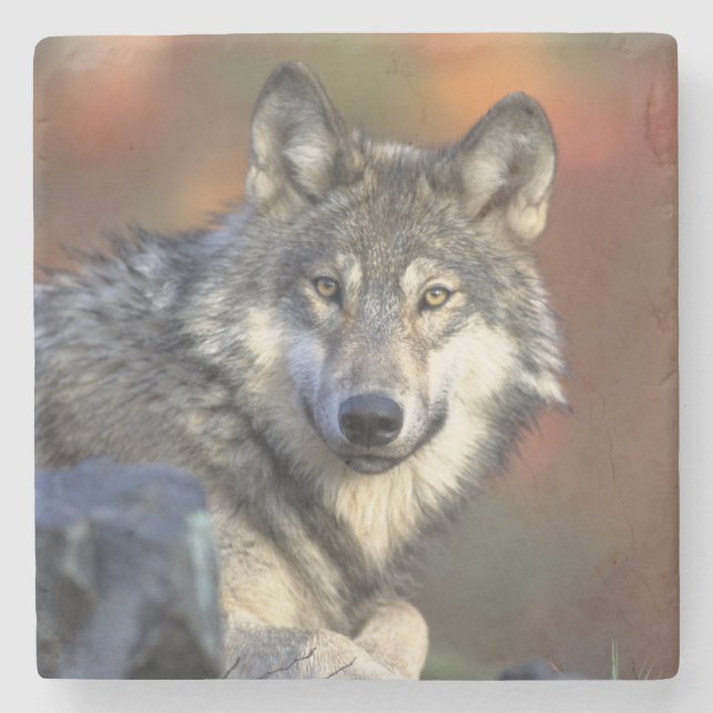 Porta-copo De Pedra Porta copos Wolf Stone (Frente)