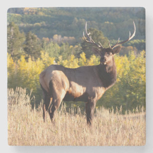 Porta-copo De Pedra Portas copos de Elk / Elk Bull no Colorado / Elk e