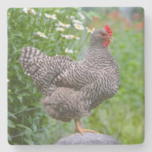 Porta-copo De Pedra Posing Chicken