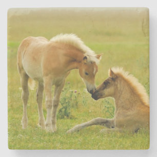 Porta-copo De Pedra Potros do cavalo