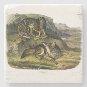 Porta-copo De Pedra Prairie Wolf (Coyote) dos Quadrupeds de Audubon