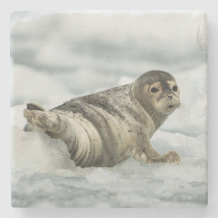 Porta-copo De Pedra Precioso Baby Seal