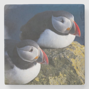 Porta-copo De Pedra Puffin Atlântico (Fratercula arctica) 7