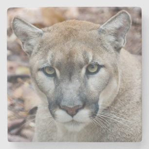 Porta-copo De Pedra Puma, leão de montanha, pantera de Florida, puma 