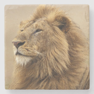 Porta-copo De Pedra Quênia, Masai Mara   Leão macho