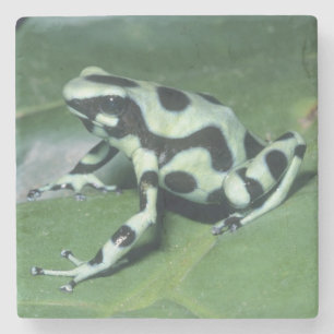 Porta-copo De Pedra Rã venenosa, (Dendrobates auratus) Cahuita