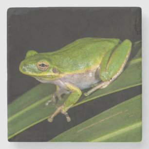 Porta-copo De Pedra Rã-verde (Hyla cinerea) 2