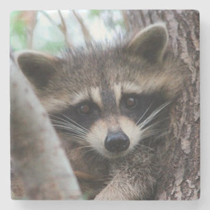 Porta-copo De Pedra Racoon