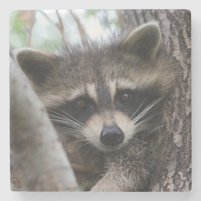 Porta-copo De Pedra Racoon (Frente)