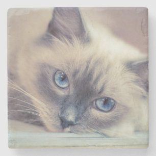 Porta-copo De Pedra Ragdolé Azul Gato