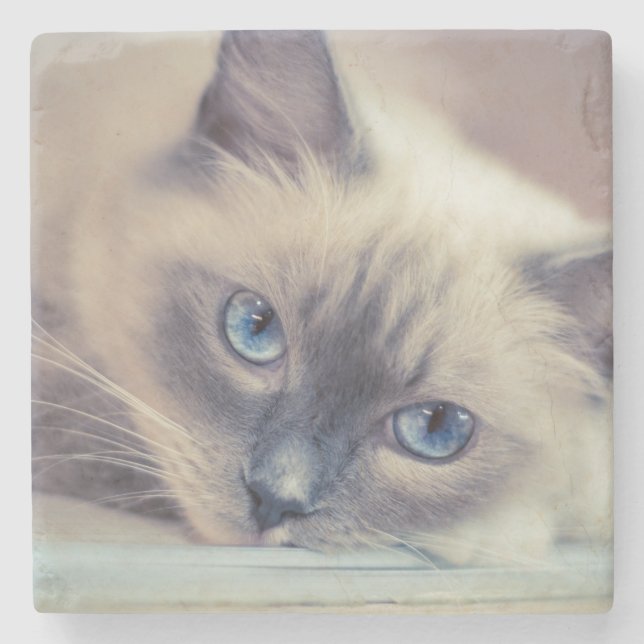 Porta-copo De Pedra Ragdolé Azul ‎ Gato (Frente)