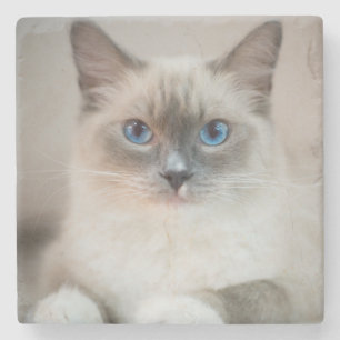 Porta-copo De Pedra Ragdolé Gato Azul