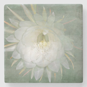 Porta-copo De Pedra Rainha da flor de noite - oxypetalum de Epiphyllum