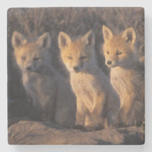 Porta-copo De Pedra raposa-vermelha, Vulpes vulpes, filhotes
