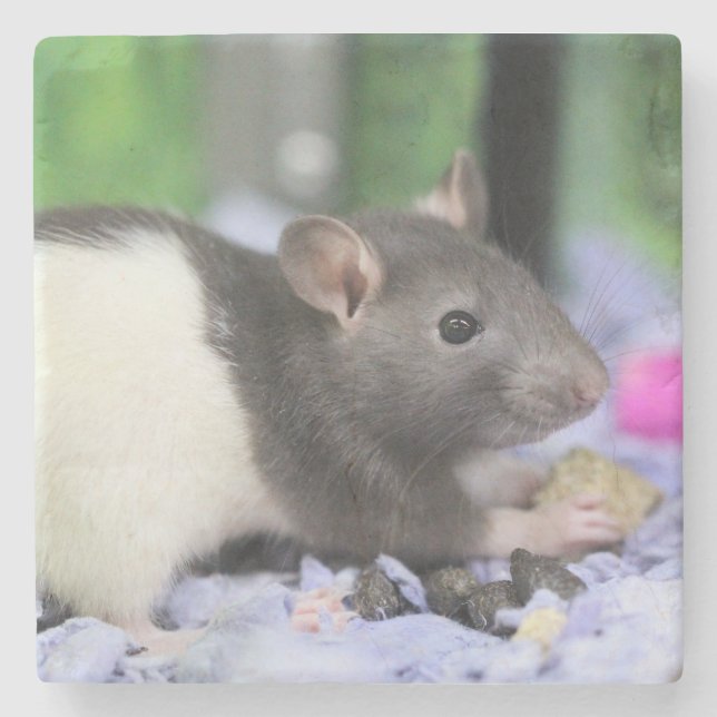 Porta-copo De Pedra Rato pequeno (Frente)