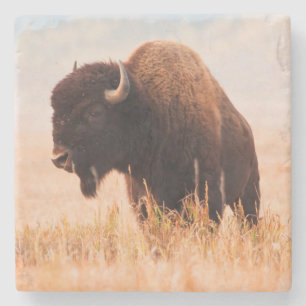 Porta-copo De Pedra Rebanho de Bisão Americano (Bison Bison) em Teton