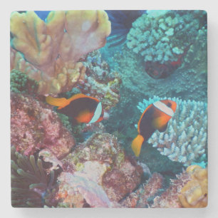 Porta-copo De Pedra Recife de Coral Bonito com Peixes