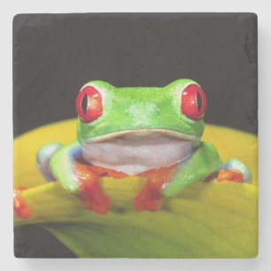 Porta-copo De Pedra Red Eye Treefrog, callidryas de Agalychinis,