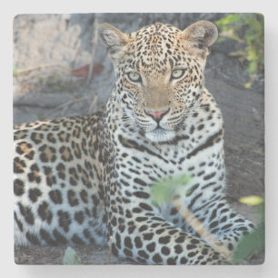 Porta-copo De Pedra Retrato aproximado de leopardo sentado
