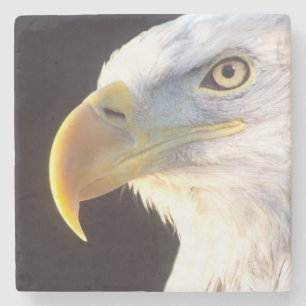 Porta-copo De Pedra Retrato de Águia Americana, Haliaeetus leucocephal