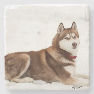 Porta-copo De Pedra Retrato de Husky Siberiano
