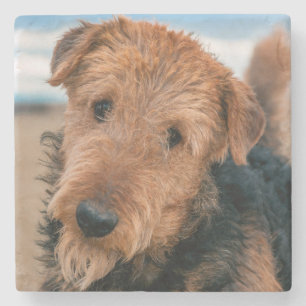 Porta-copo De Pedra Retrato de um Airedale Terrier