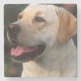Porta-copo De Pedra Retrato do Labrador Retriever, Hilton